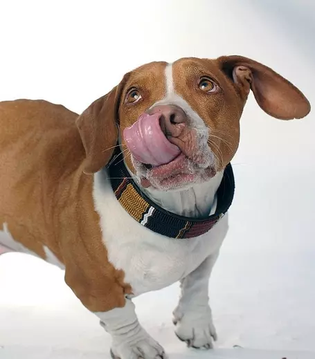 Ugly dog 2