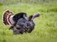 A turkey gobbles during the spring mating season.