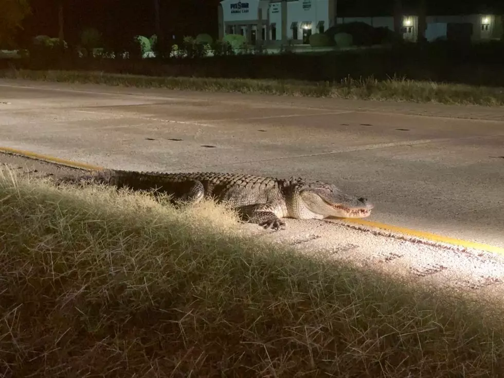 Did You See the Huge Alligator on Benton Road in Bossier Parish?
