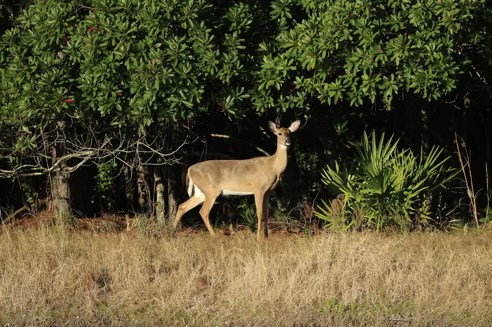 Watch Video as No One Panics When Deer Runs Inside Louisiana Hospital