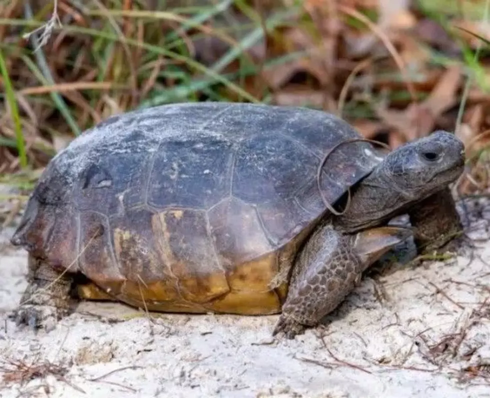 Five Louisiana Animals on the Verge of Extinction