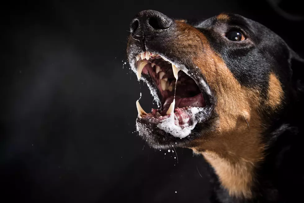 Warning! Ten Dog Breeds Proven Most Likely to Bite