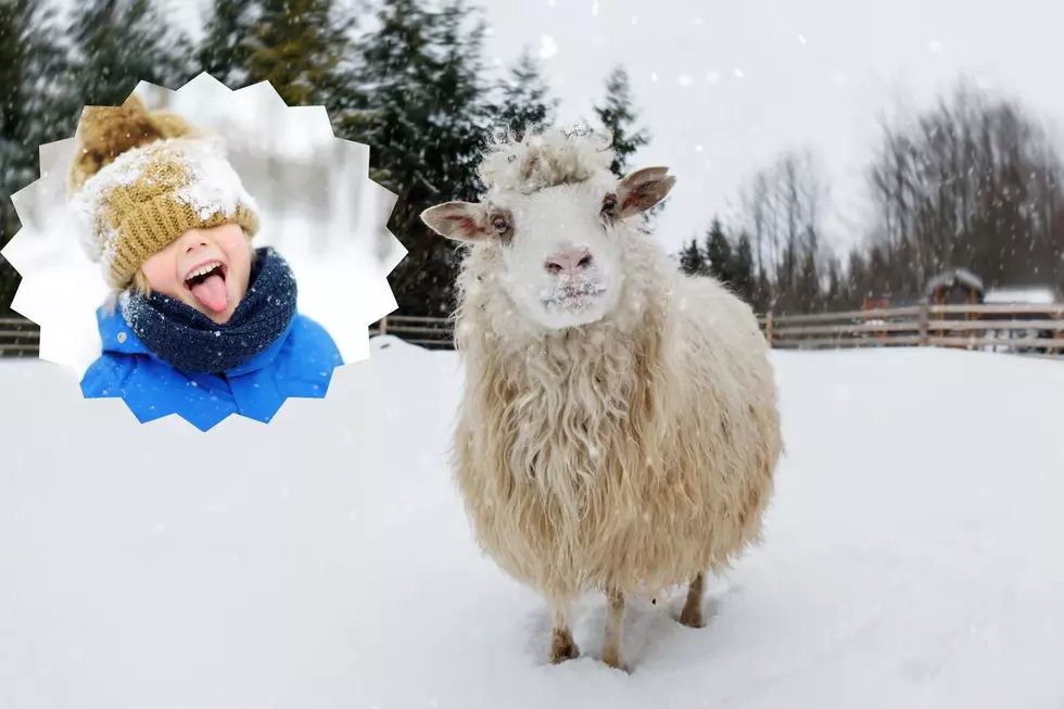 Shreveport’s ‘It’s So Cold Jokes’ Might Be Funniest of All Time