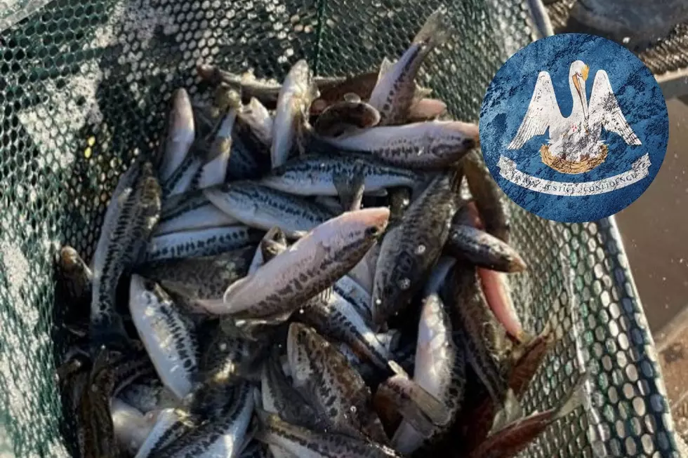 Growing Monsters: See the 3 North LA Lakes Getting Florida Bass