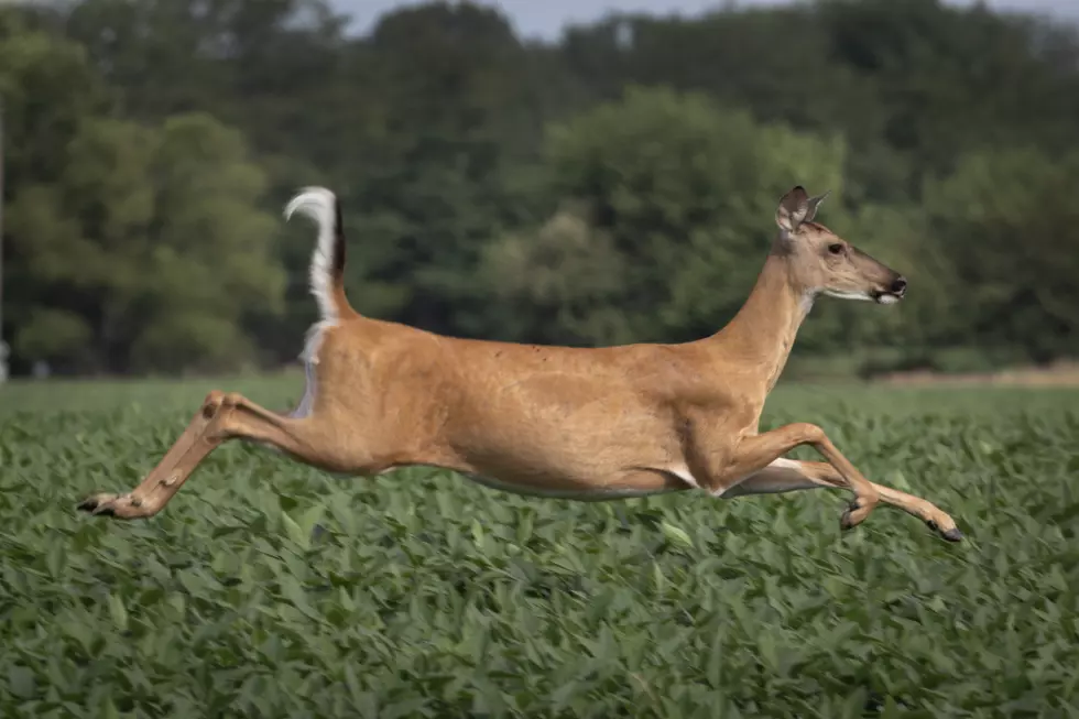 CWD Found in Ouachita Parish: LDWF Declares State of Emergency